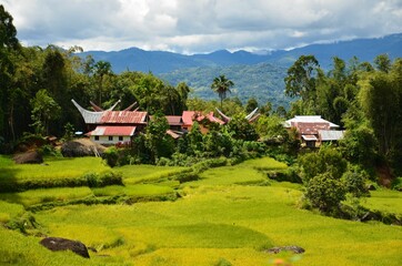 Fototapeta premium tongkonan houses at Toraja village in mountainous region of South Sulawesi, Indonesia