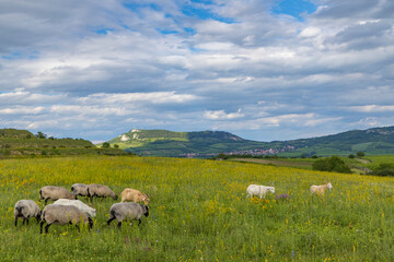 Fototapeta premium sheep in spring landscape near Dolni Dunajovice, Palava region, South Moravia, Czech Republic