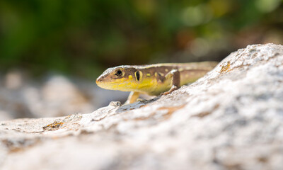 Balkan Green Lizard (Lacerta trilineata) juvenile basking on a rock