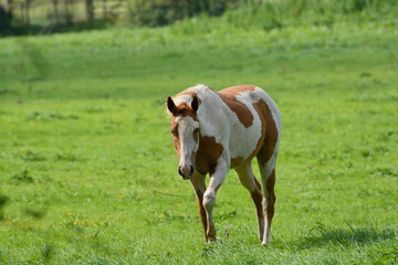 horse in a meadow