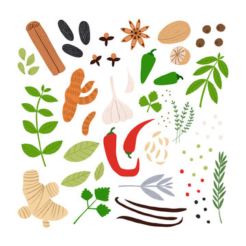 Spices and herbs set. Flat hand drawn seasonings for spicy food at the kitchen. Cute culinary design elements for kitchen, menu, recipes. Pepper, anise, ginger, basil, cumin and others.