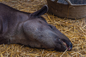 Tapirus indicus sleeping on orange hay in summer hot day