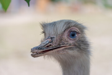 Emu bird head with white background in summer color day