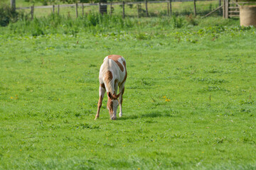 tan and white horse grazing in English field