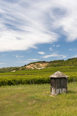 Obraz premium Tokaj landscape with vineyard, Unesco site, Hungary