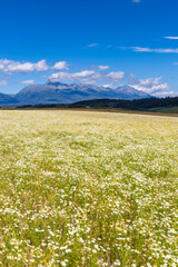 Blooming meadow with High Tatras, Slovakia