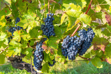 Ripening grapes in Southern Moravia, Czech Republic