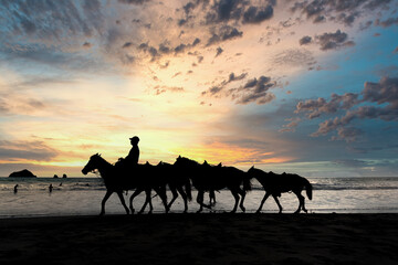 Man riding a horse while leading his horses along the seashore on the beach at sunset. Tourism concept.