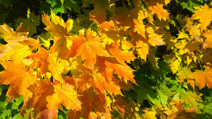 Fototapeta premium Golden, Yellow, orange, rusty and green maple leaves background. Autumn leaf color. Fall. Beauty in nature. Vibrant backdrop. Foliage. Season of sadness, inspiration, happiness. October weather.