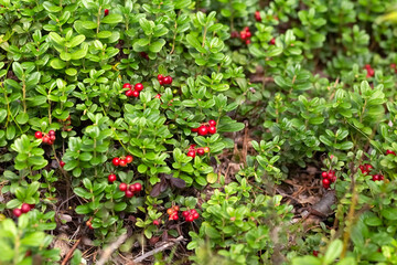 Lingonberry grows in the forest. The season for picking wild berries. Lingonberry harvesting.