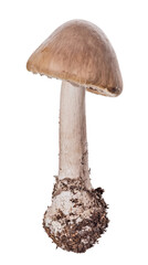 isolated edible brown grisette mushroom