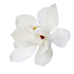 Fototapeta na wymiar large one magnolia bloom on white