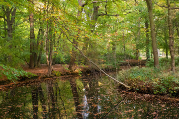 View on Beech Trees (Fagus sylvatica) in a forest at the edge of a small ditch
