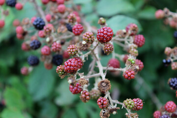 Wild red berries and blackberries in the bush