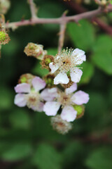 Blackberry flower (Rubus ulmifolius). Macro photo of flower