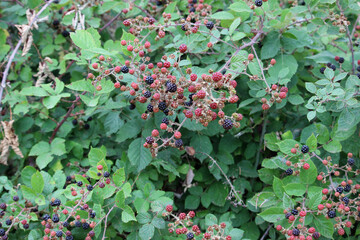 Red berries and blackberries in the bush