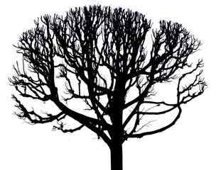 winter large bare tree isolated silhouette