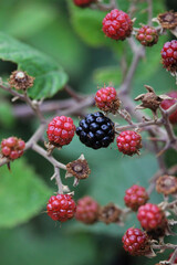 Wild red berries and blackberries in the bush