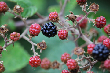 Red berries and blackberries in the bush. Ripe, ripening, and unripe blackberries, of an unidentified blackberry species