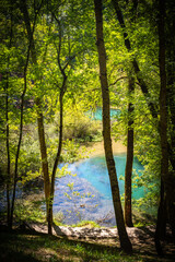 Paisaje de bosque verde oscuro.Hermoso bosque con suelo cubierto de musgo y rayos de sol a través de los árboles