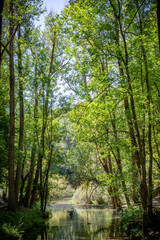 Paisaje de bosque verde oscuro.Hermoso bosque con suelo cubierto de musgo y rayos de sol a través de los árboles