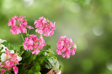 Fresh beautiful blooming flower green leaf background.