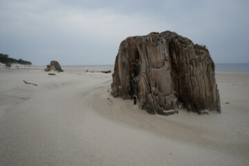 Pozostałości dębów liczących trzy tysiące lat na jednej z bałtyckich plaż. Pnie odsłonięte przez sztorm. Pochmurny dzień. © Tomasz