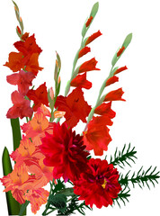 bunch of red gladiolus and dahlia flowers on white - obrazy, fototapety, plakaty