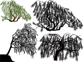 four weeping willows on white