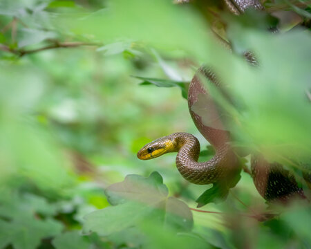 Zamenis Longissimus (Aesculapian Snake)