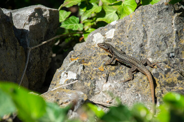 Podarcis muralis (Common Wall Lizard)