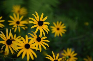 Rudbeckia flowers on green garden bokeh background with ferns, floral background with bokeh space for text.