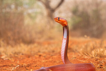Red-Spitting Cobra (Naja pallida)