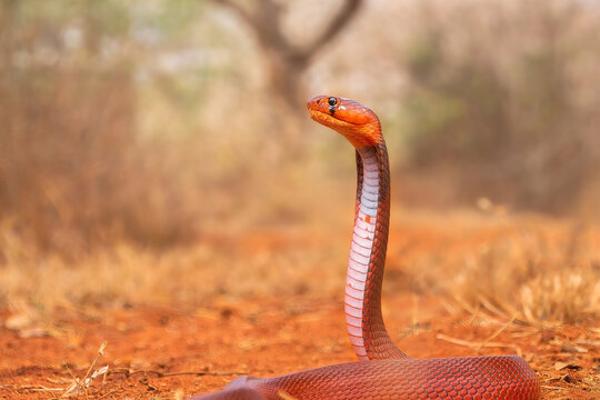 Red Cobra" Images – Browse 77 Stock Photos, Vectors, and Video | Adobe Stock