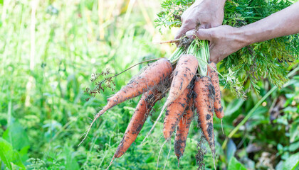 Large carrots in the farmer's hand, the concept of a good harvest
