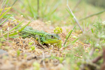 Balkan Green Lizard (Lacerta diplochondrodes dobrogica)
