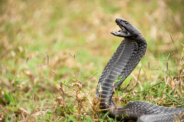 Black-necked Spitting Cobra (Naja nigricollis)