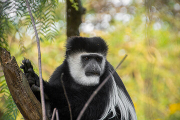 Mantled guereza (Colobus guereza)