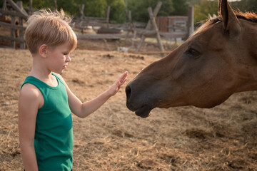 The child reaches out to the horse. Acquaintance. The horse reaches for the child. Beautiful summer...