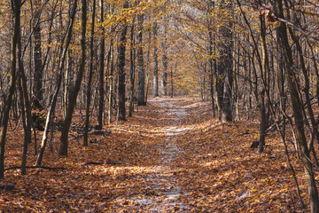 Path in the autumn forest covered with colorful yellow and red foliage.