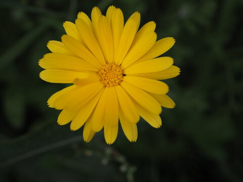 Ringelblumen kommen in vielen verschiedenen Farben vor