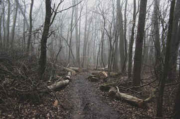 Sad foggy landscape with trees, depressed mood scenery in gray mist, Nemosicka stran during late autumn and winter season