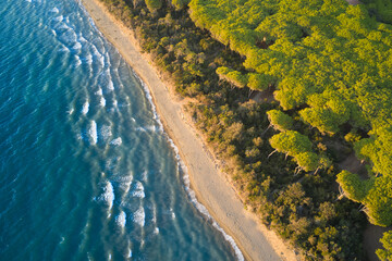 aerial view of the pine forest that meets the sea in the tuscan orbetello lagoon