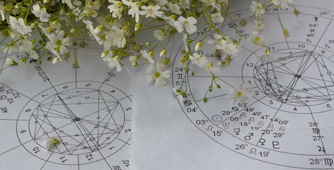 Printed astrology charts  with small, white and fragile  flowers in the background