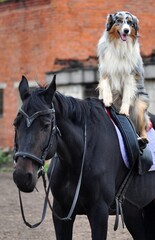 Portrait of a marble aussi on  a horse