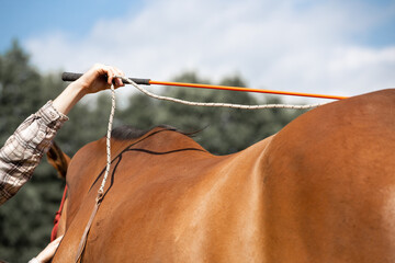 Horse and the girl's hand with a whip, a carrot stick. Exercises with the horse. Horsmanship....