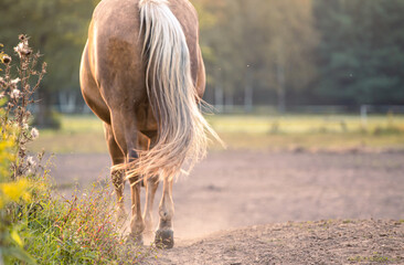 Beautiful horse in the meadow in motion from behind its tail. Beige palomino Quarter Horse. Horse riding hobby. The sunset. Atmospheric relax authentic moment - obrazy, fototapety, plakaty