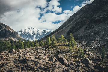 Scenic view to green forest on moraines in sunlight against big glaciers on high mountains in low...