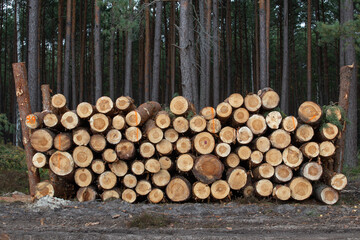 Deforestation of felled trees. Cut logs logging industry.Nature protection. Poland Mazovian