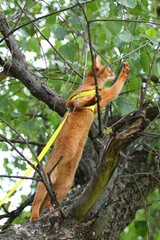 squirrel on tree